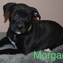 Thumbnail photo of Morgan #2