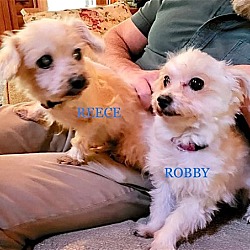 Photo of Robby