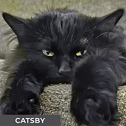 Thumbnail photo of Catsby #2
