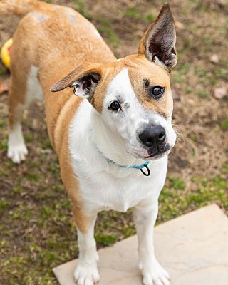 Warwick, RI - Australian Cattle Dog/American Staffordshire Terrier ...