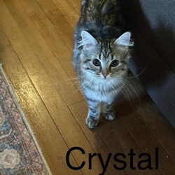 Thumbnail photo of Crystal #1