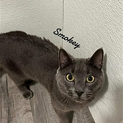 Thumbnail photo of Smokey #2