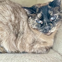 Adopt A Pet :: Sunshine - Leonardtown, MD