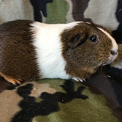 Thumbnail photo of Peanut Brown ( Bonded to Lucy Lulu) #2