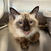 adopt a pet