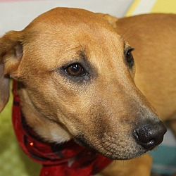 Thumbnail photo of Scarlet-Adopted! #2