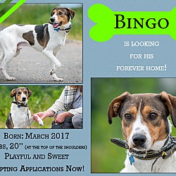 Thumbnail photo of Bingo #4