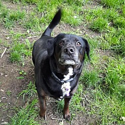 Photo of Scooter