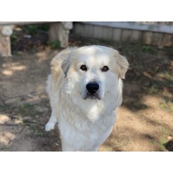 Photo of DIXIE