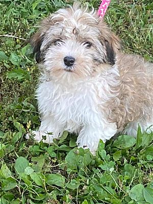 Havanese rescue hot sale nj