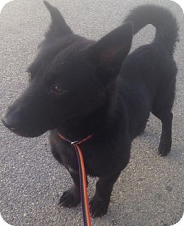 99+ Black Chow Chow Corgi Mix - l2sanpiero