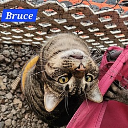 Thumbnail photo of Bruce Banner - NC #3