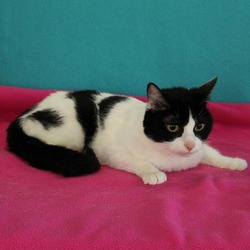 Thumbnail photo of Julie: Regal Resident, Adoption Fees Waived! #1