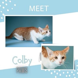 Thumbnail photo of Colby #1