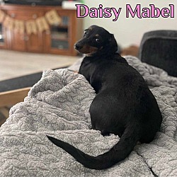 Thumbnail photo of Daisy Mabel #3