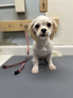 Buffalo, NY - Shih Tzu/Maltese. Meet Hank a Pet for Adoption ...