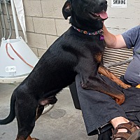 adopt a pet