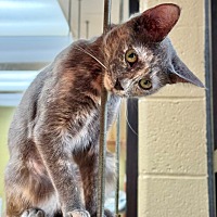 adopt a pet