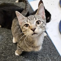 adopt-pet