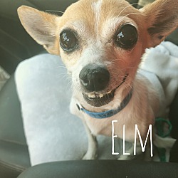 Photo of Elm