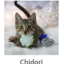 Photo of Chidori