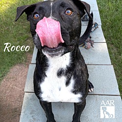 Thumbnail photo of Rocco #3