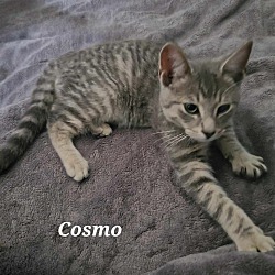 Photo of Cosmo
