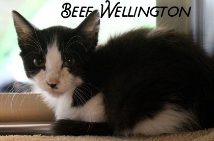 Photo of Beef Wellington