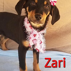 Photo of Zari