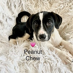 Thumbnail photo of Peanut Chew #1