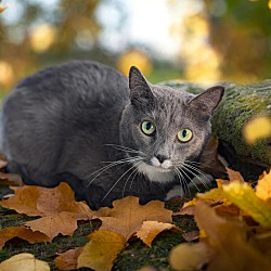 bonded pet photo