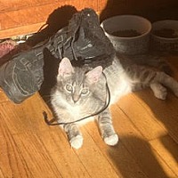 adopt a pet