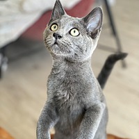 adopt a pet