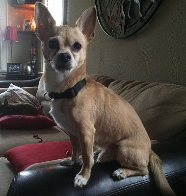 Mississauga, ON - Chihuahua. Meet Monkey Face-adoption pending a Pet ...