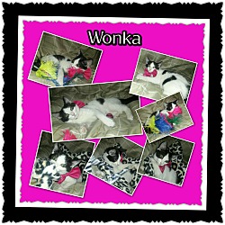 Thumbnail photo of Wonka #3