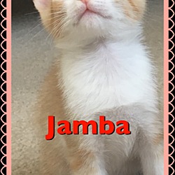 Thumbnail photo of Gumbo #2