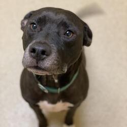 Labrador Retriever Puppies For Sale In Hampton Virginia Adoptapet Com