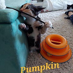 Thumbnail photo of Pumpkin (ADOPTED) #3