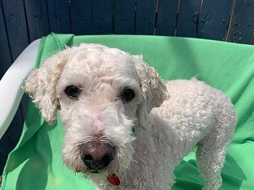 Phoenix, AZ - Poodle (Miniature). Meet Teddy Joe a Pet for Adoption