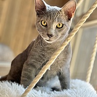 adopt a pet
