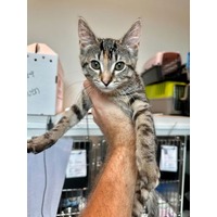 adopt-pet