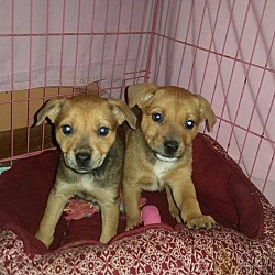 Thumbnail photo of male mixed breed puppies #1