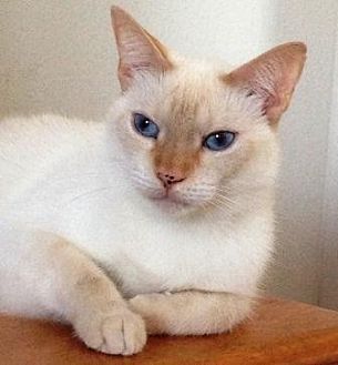 Adopt A Pet Petsmart Charities