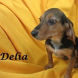 Thumbnail photo of Delia #2