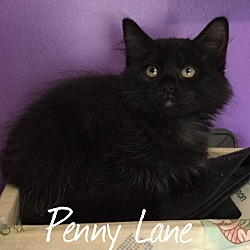 Photo of Penny Lane