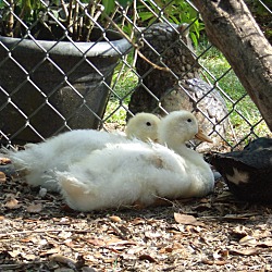 Thumbnail photo of Pekin Ducklings #2