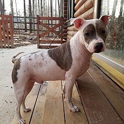 Holly S Hope Rescue Woodbridge Va In Woodbridge Virginia
