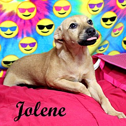 Thumbnail photo of Jolene~adopted! #2