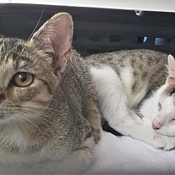 Photo of Can you help us?Tiger& Sprout