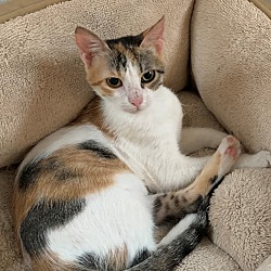 Photo of Mina (Lap cat)